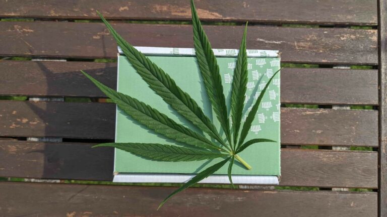 Cannabis plant leaf TRIP stock