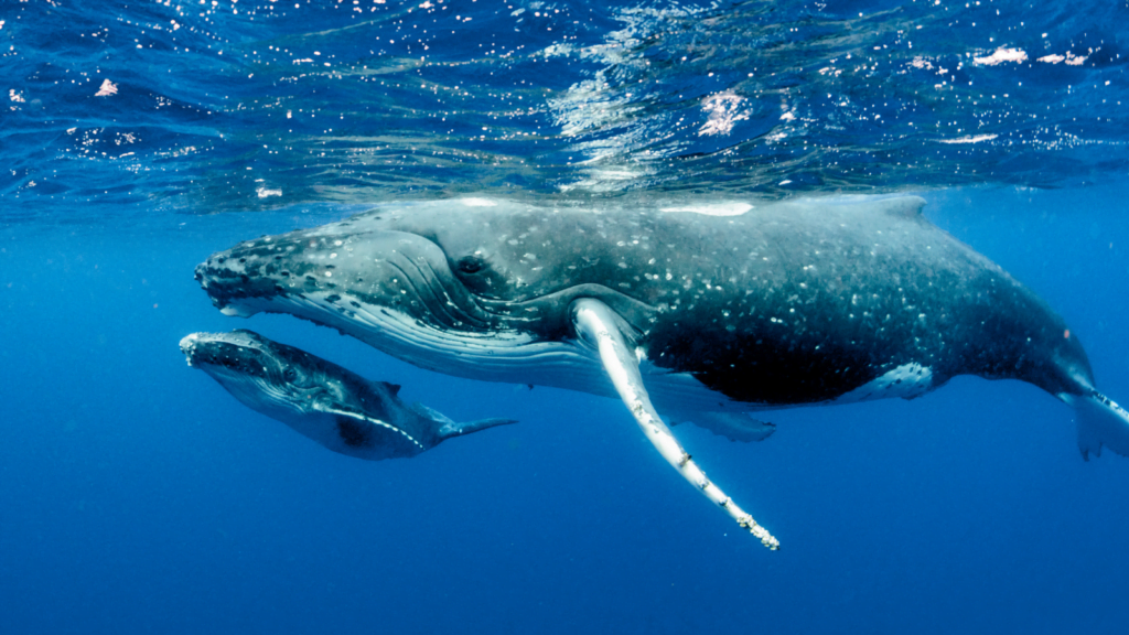 U.S.-Based Whale Sanctuary Gets 20-Year Lease on Nova Scotia Crown Land Despite Local Opposition