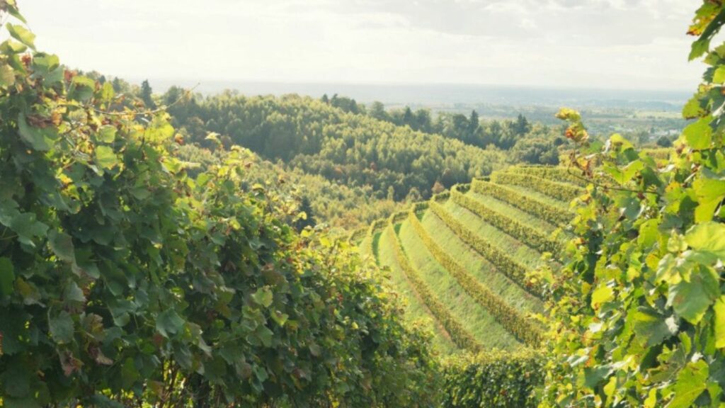 Canadian Boycott Has Cost U.S. Wineries an Estimated $522 Million, Industry Group Says