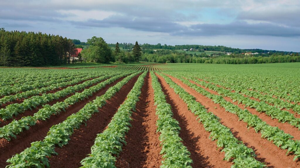 U.S. potato growers want Prince Edward Island potatoes blocked again