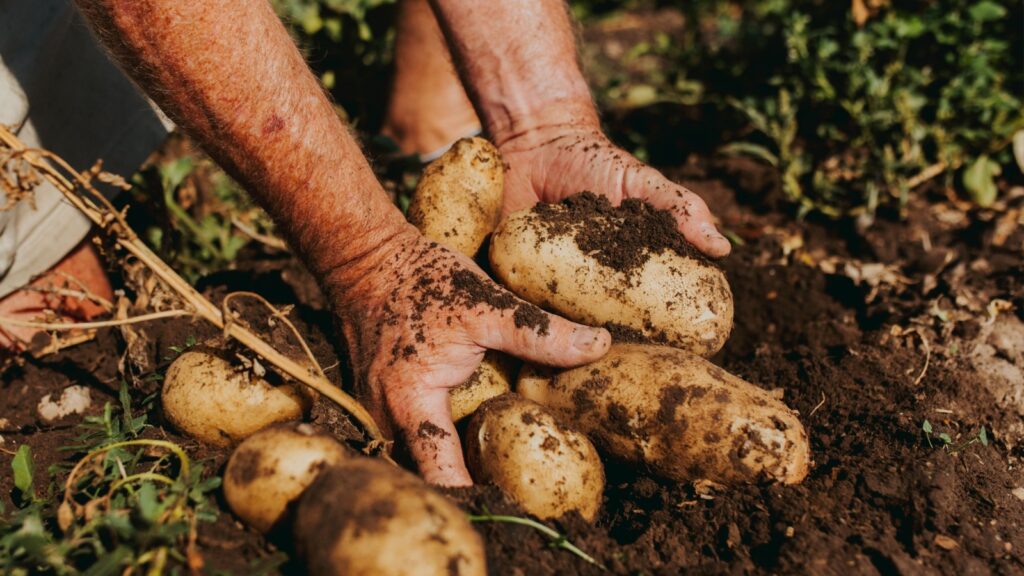 U.S. Tightens Rules on P.E.I. Potato Imports Today After New Canadian Wart Detection