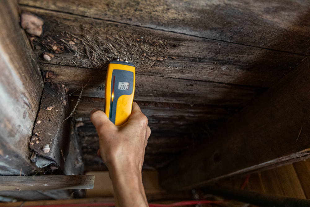 Inspect the Attic for Moisture or Pests