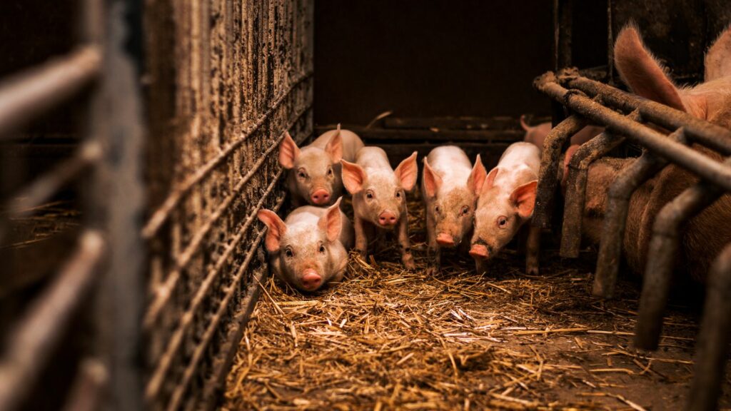 Canada Takes Trade Fight to Iowa as Manitoba Tells Americans 2 Million Pigs a Year Cross Into the State