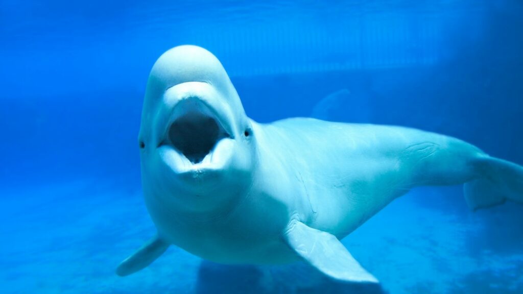 Six More Marineland Belugas Leave Canada for U.S. Aquariums, Leaving Just 11 at the Park